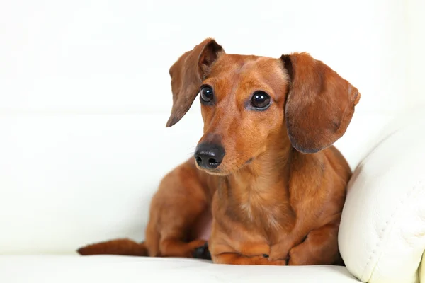 Cão dachshund no sofá — Fotografia de Stock