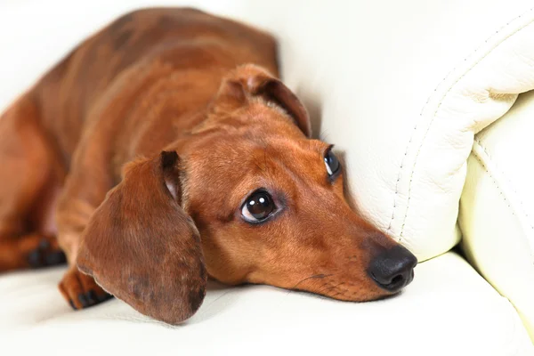 Jamnik pies na kanapie — Zdjęcie stockowe