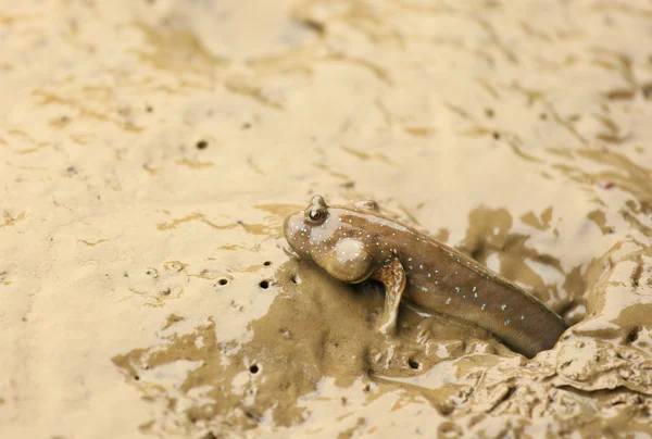 Mudskipper fish — Stock Photo, Image