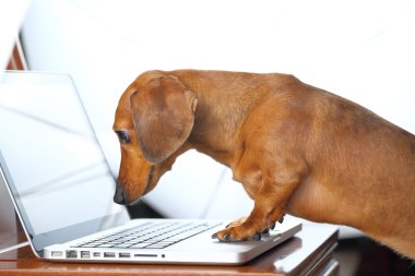 Dog using computer clipart