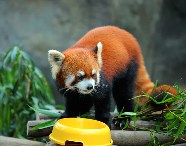 Panda merah — Stok Foto