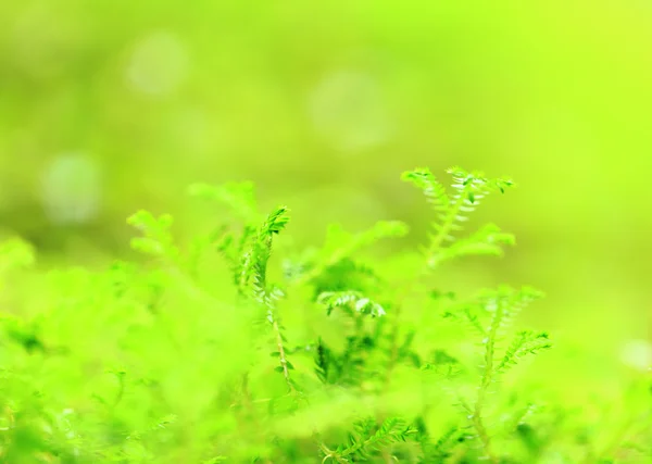 Зелений лишайника — стокове фото