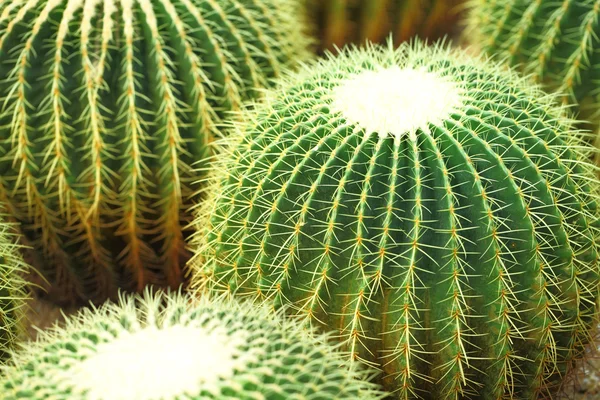 Cactus de bola —  Fotos de Stock