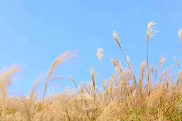 Trawa w jesieni — Zdjęcie stockowe