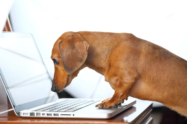 Собака за допомогою комп'ютера Стокове Фото