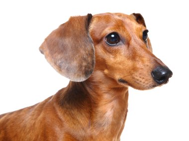 kahverengi kısa saçlı dachshund köpeği