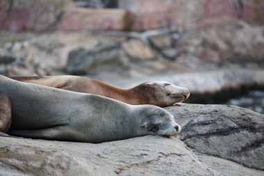 Sea lion sleeping clipart