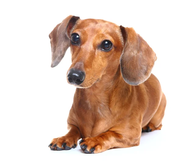 Καστανά μαλλιά σύντομη είδος γερμανικού κυνηγετικού σκύλου σκύλος — Φωτογραφία Αρχείου