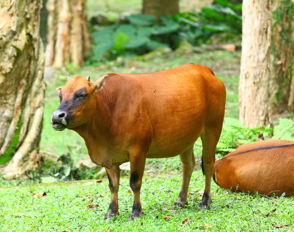 Корова в природному середовищі — стокове фото