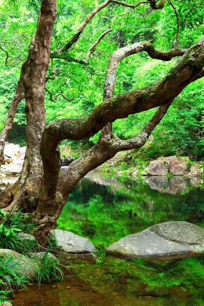 Albero e acqua nella giungla — Foto Stock