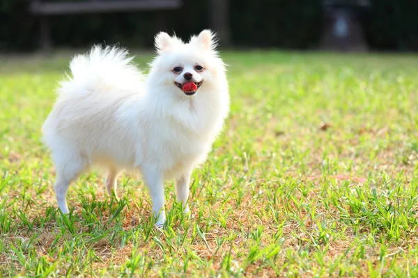Witte Pommeren hond — Stockfoto