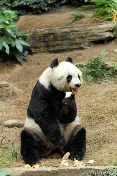 Panda Velká — Stock fotografie
