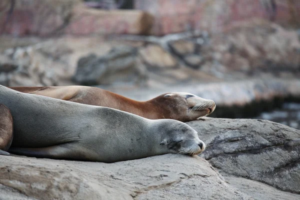Deniz Aslan uyuyor — Stok fotoğraf