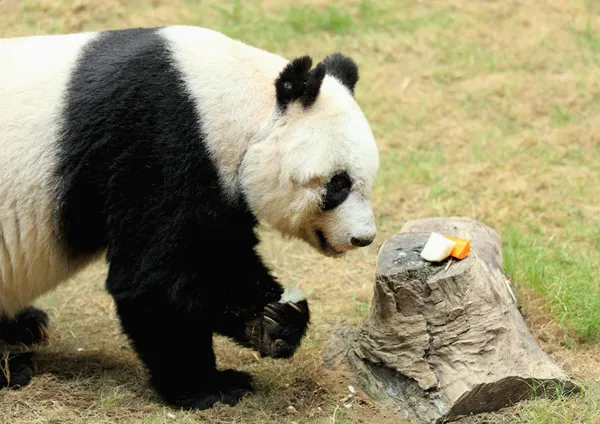 stock image Giant panda