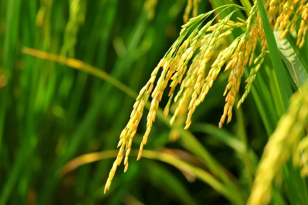 Ris risfält — Stockfoto