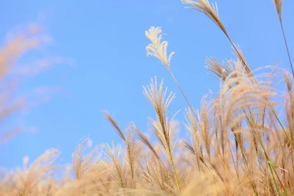 Трава осенью — стоковое фото