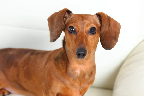 Cão dachshund no sofá — Fotografia de Stock