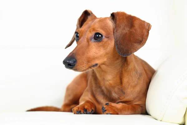 Дахшундський собака на дивані — стокове фото