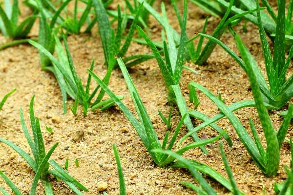 Aloe vera field — Stock Photo, Image