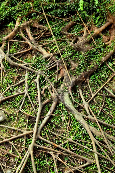 Root tree background — Stock Photo, Image