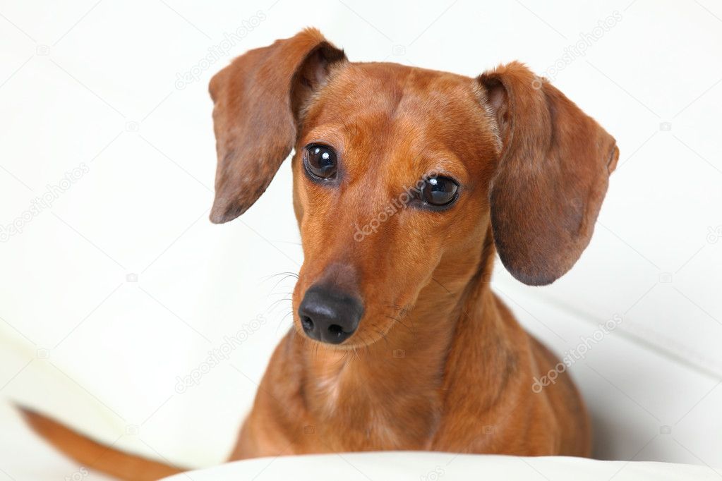 Dachshund dog on sofa