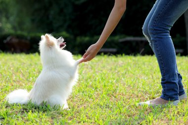 Woman train her dog clipart