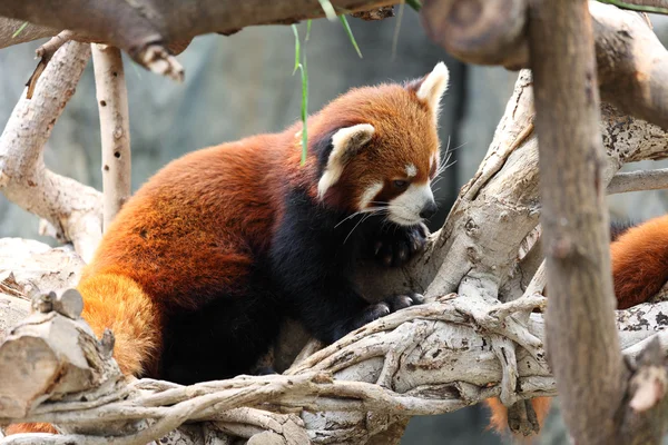 Panda rouge — Photo