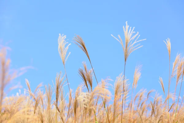 Grass in de herfst — Stockfoto