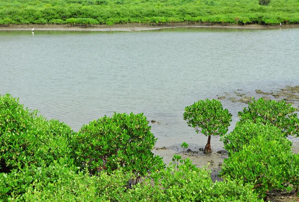 Mangrovie Rosse a Hong Kong — Foto Stock