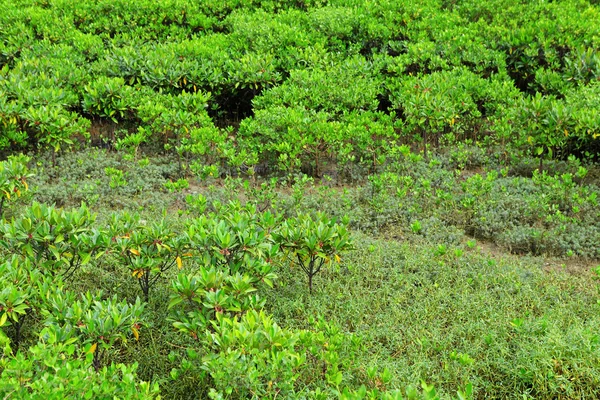 Czerwony lasy namorzynowe w hong Kongu — Zdjęcie stockowe