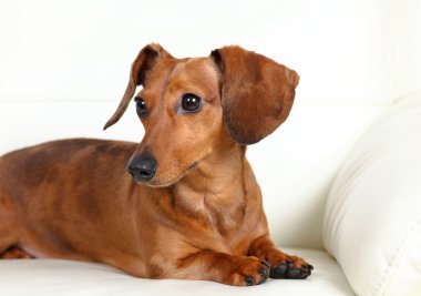 Divan Dachshund Köpek