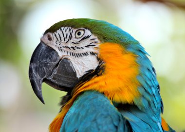 renkli Amerika papağanı