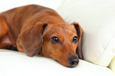 Divan Dachshund Köpek