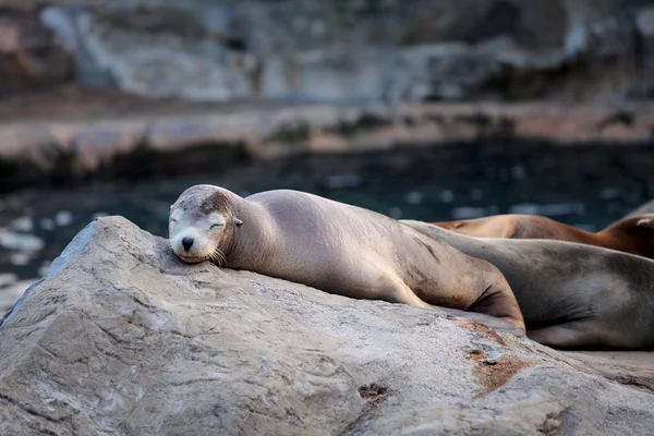 stock image Sea lion sleeping