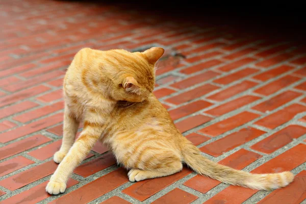 Bichano gato — Fotografia de Stock