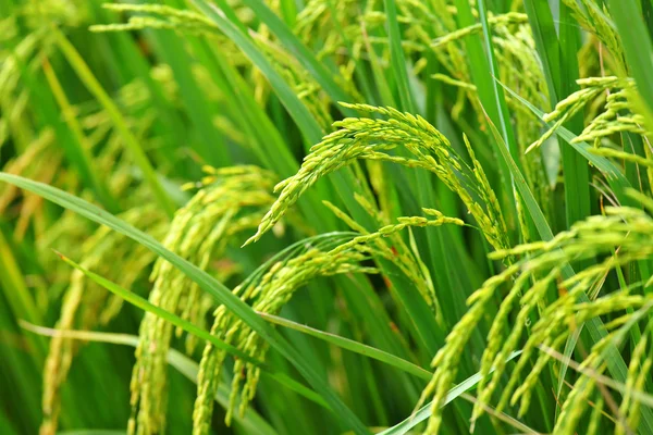 Педді рисові поля — стокове фото