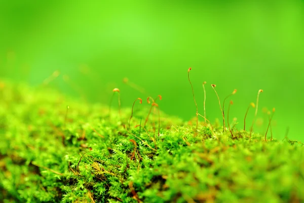 緑の苔 — ストック写真