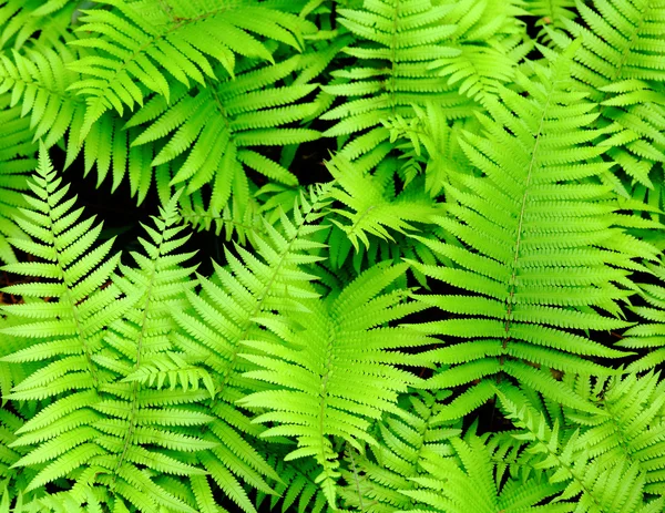 新緑の葉 — ストック写真