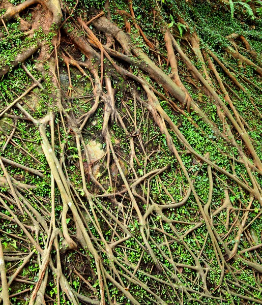 Kořenový strom pozadí — Stock fotografie