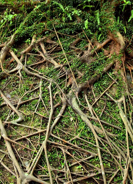 Fondo del árbol raíz —  Fotos de Stock
