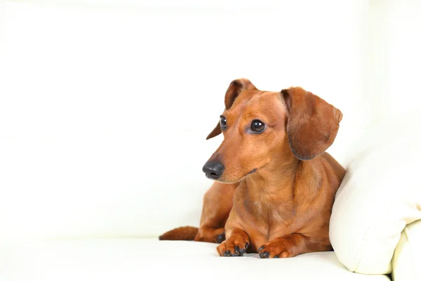 ソファの上にダックスフント犬 — ストック写真