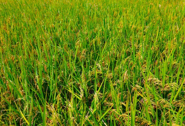 Grönt fält, Asien risfält — Stockfoto