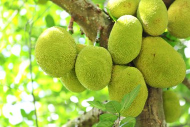 Jackfruit on tree clipart