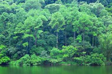 yeşil bir ağaç göl