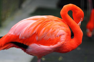 Kırmızı flamingo