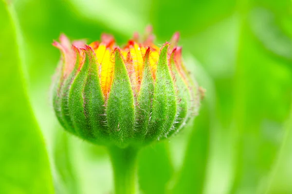 Bud flower — Stock Photo, Image