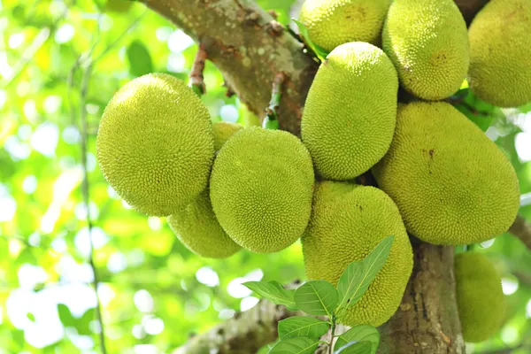 Jackfruit on tree — Stock Photo, Image