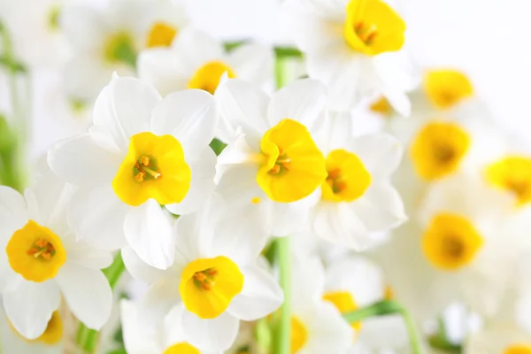 Narcisos flores —  Fotos de Stock