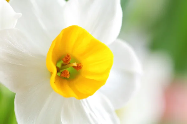 Нарцис квіти — стокове фото