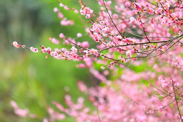 봄날 벚꽃 — 스톡 사진
